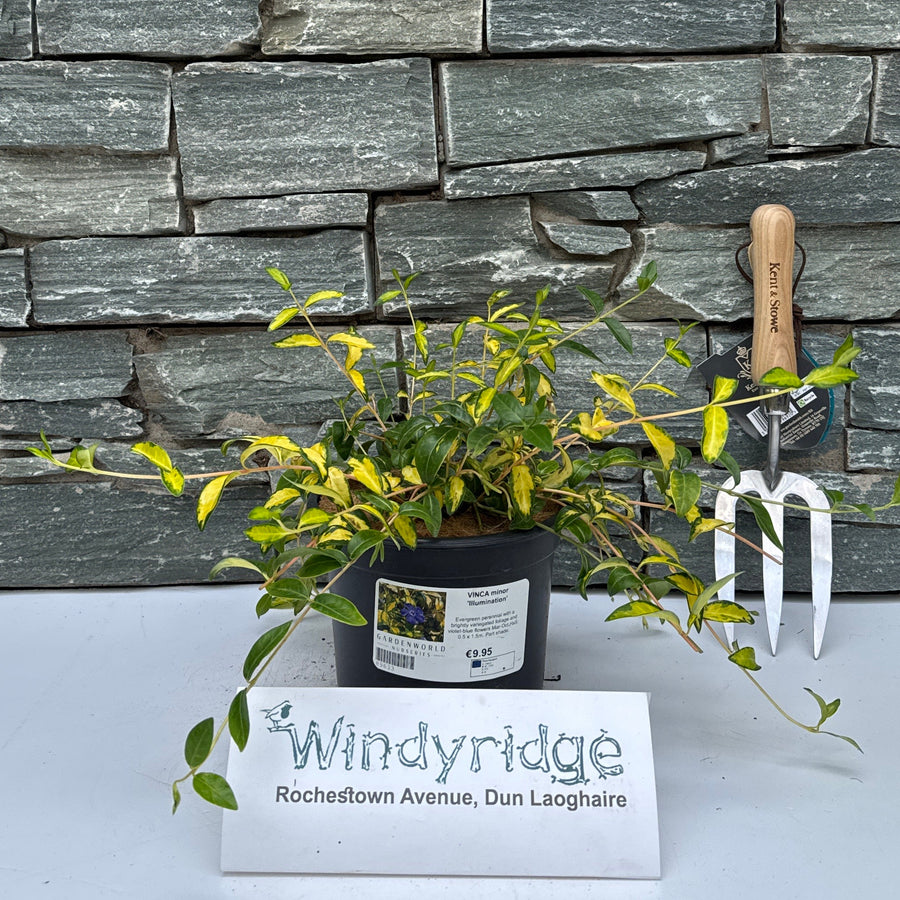 VINCA minor 'Illumination' 2L - Herbaceous - Windyridge Garden Centre