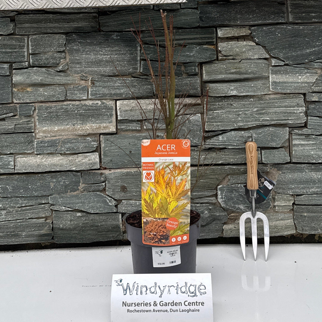 Acer Palm. Orange Lace - Trees - Windyridge Garden Centre