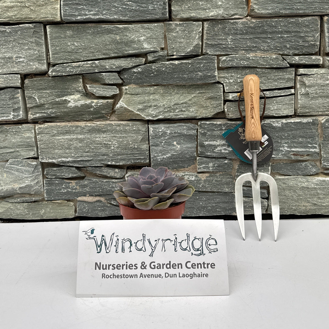 Echeveria Pearl of Neurenberg / P12