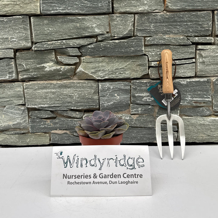 Echeveria Pearl of Neurenberg / P12