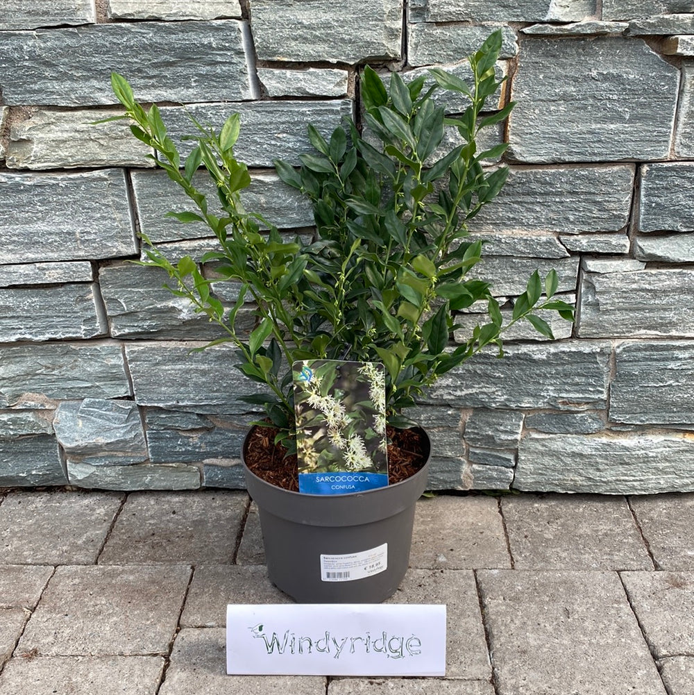 Sarcococca-confusa-Potted-2
