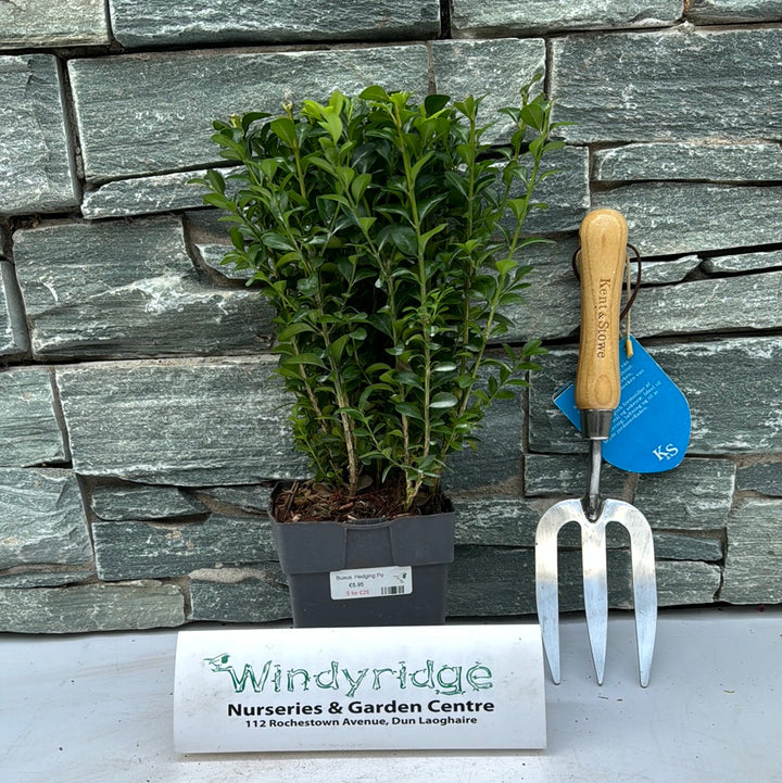Buxus Hedging Pot Size13cm 5 for 25