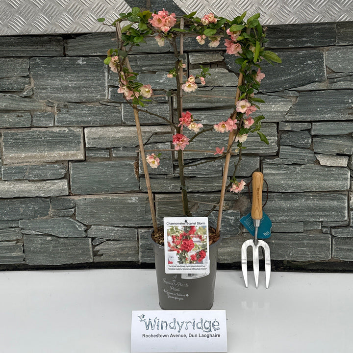 Chaenomeles Scarlet Storm - Climbers - Windyridge Garden Centre