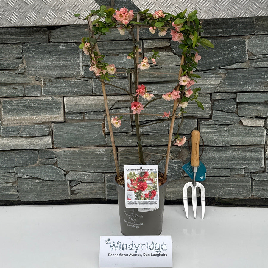 Chaenomeles Scarlet Storm - Climbers - Windyridge Garden Centre