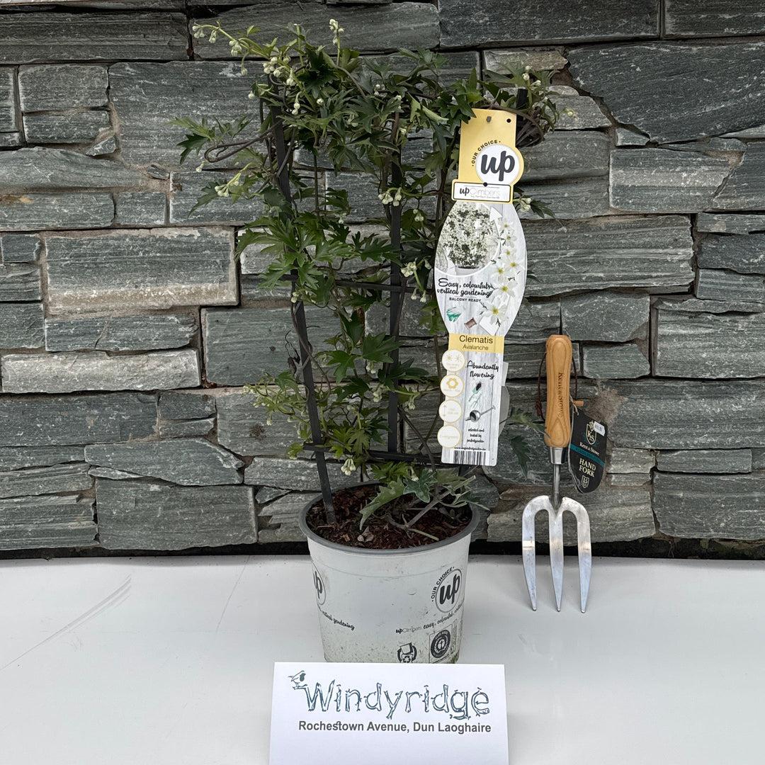 Clematis Avalanche - Climbers - Windyridge Garden Centre