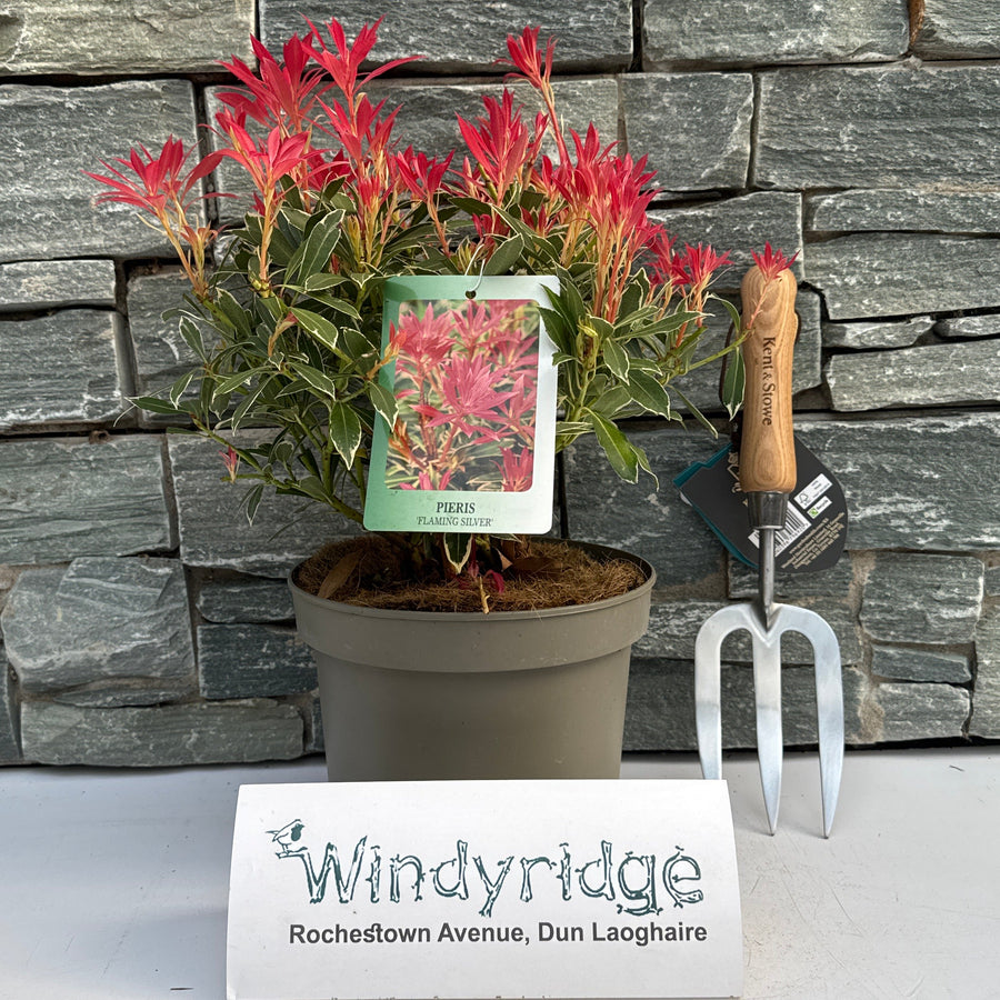Pieris J. Flaming Silver - Shrubs - Windyridge Garden Centre