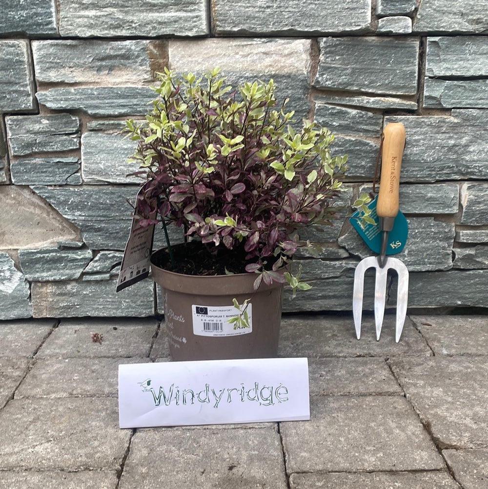 Pittosporum T. Bannow Bay - Shrubs - Windyridge Garden Centre