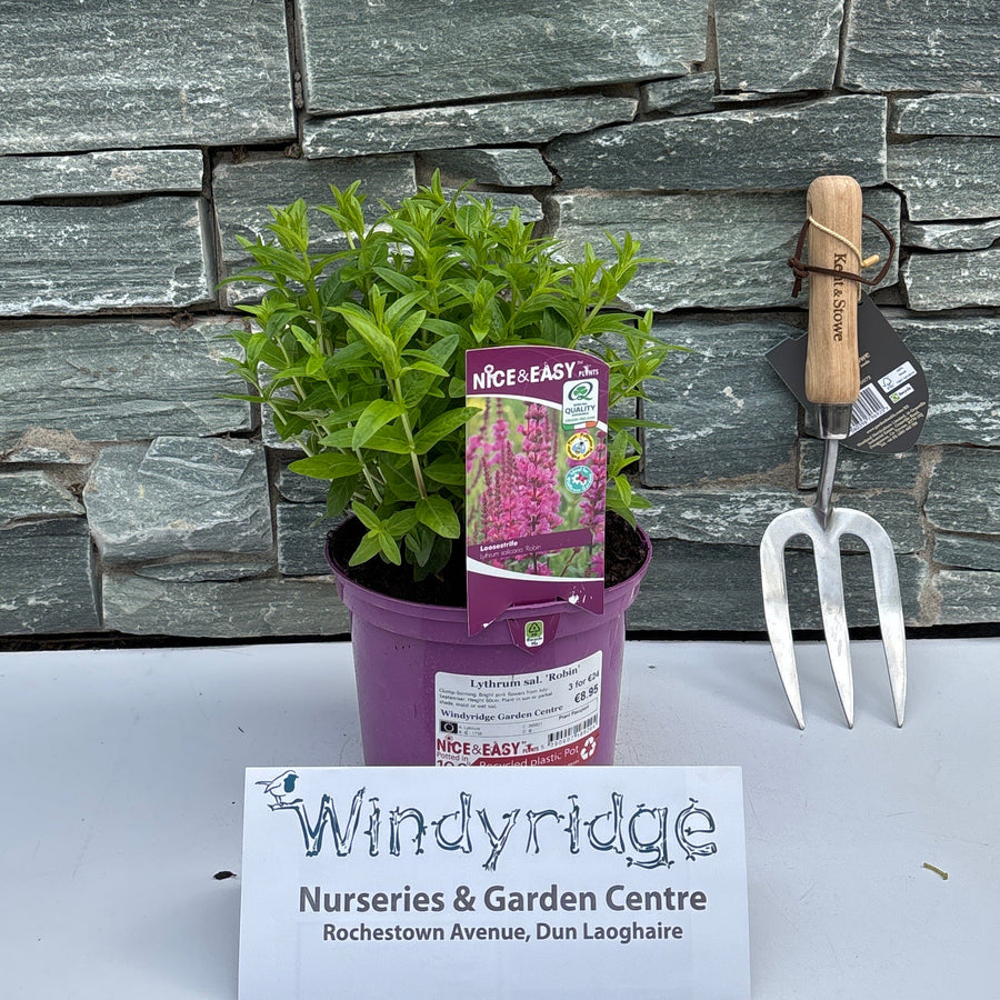 Lythrum Sal.  Robin - Herbaceous - Windyridge Garden Centre