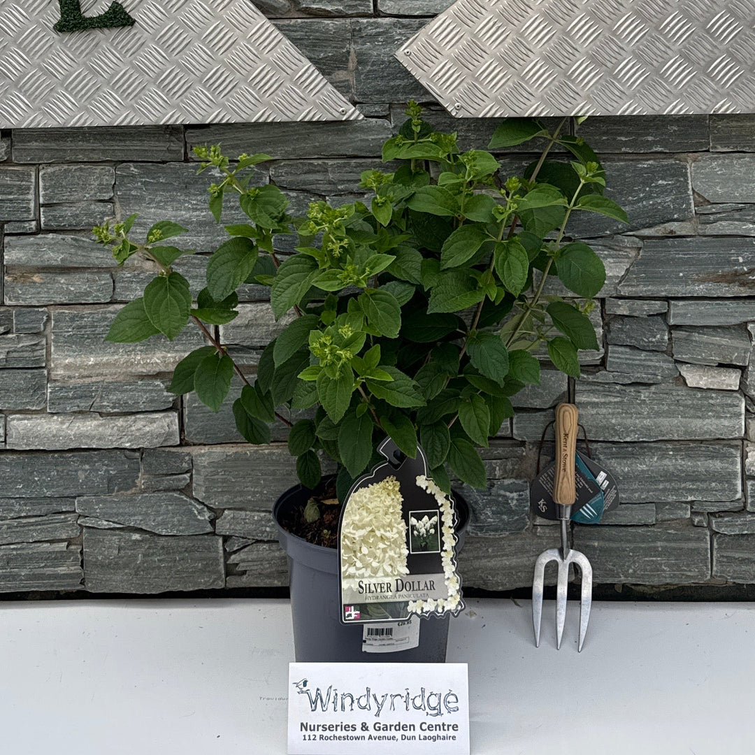 HYDRANGEA pan. Silver Dollar