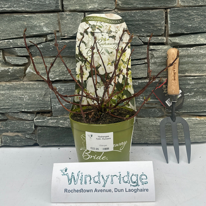 Hydrangea Hybr. Runaway Bride - Shrubs - Windyridge Garden Centre