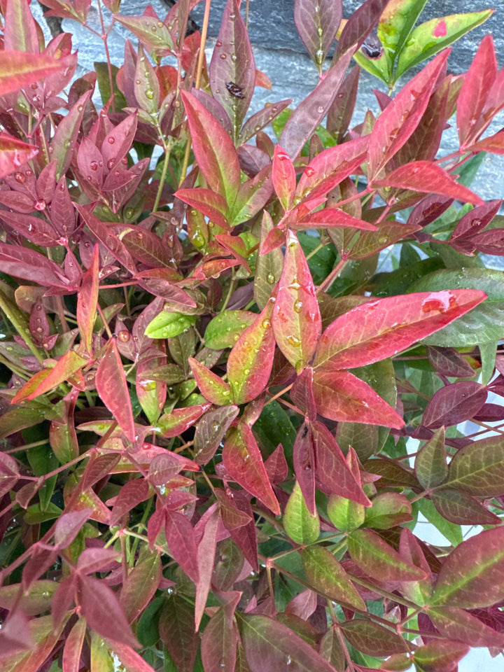 Nandina dom. Obsessed  25-30 CM C2