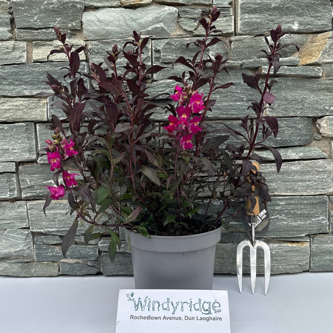 Antirrhinum Snap in Black Hot Pink 5 Ltr