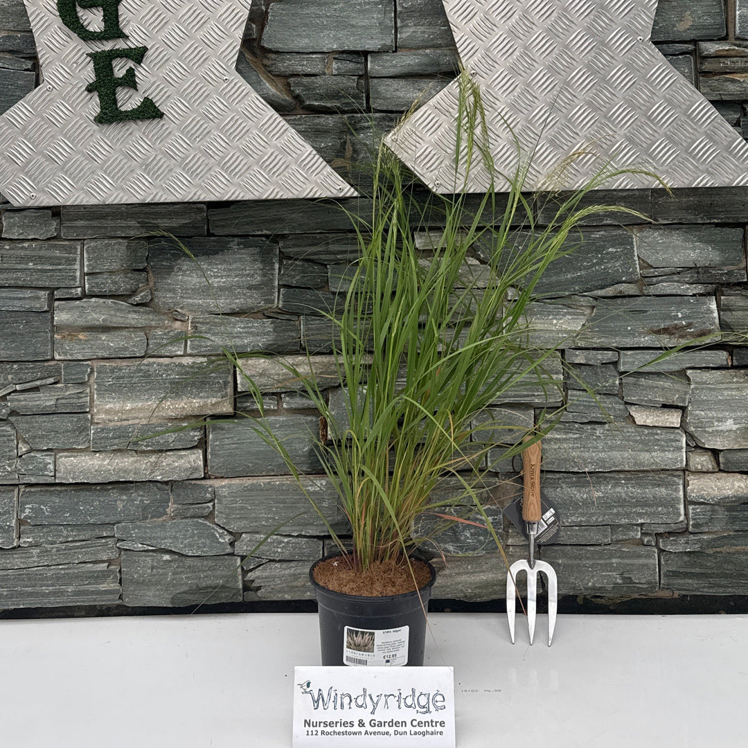 STIPA 'Allgau'