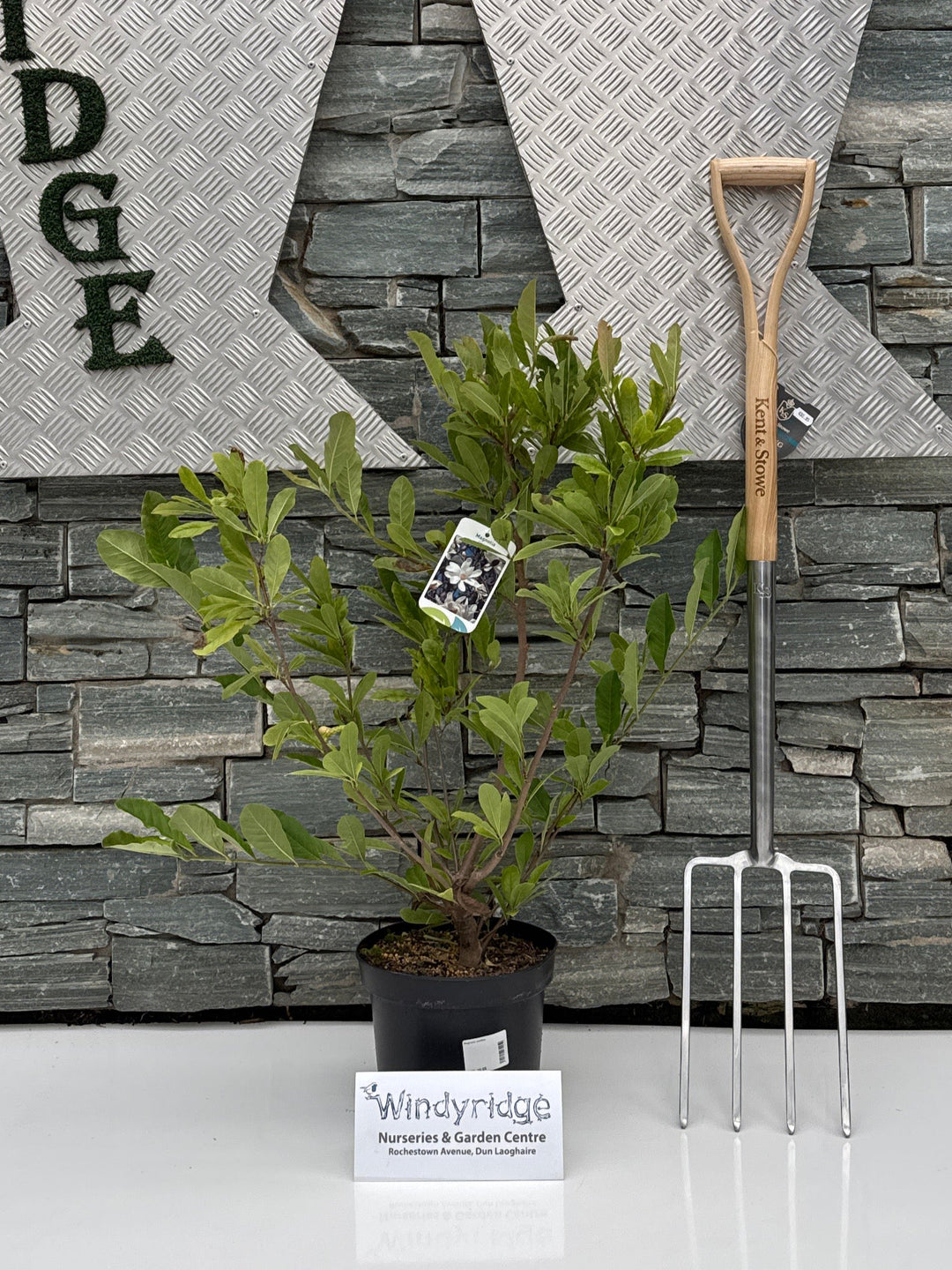 Magnolia stellata