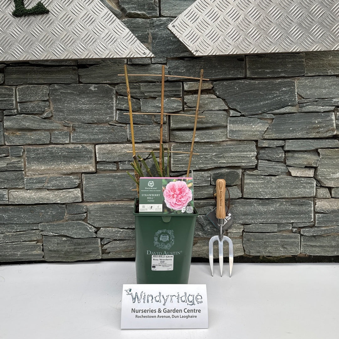 Rosa Strawberry Hill
