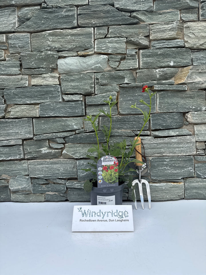 GEUM Firstarter