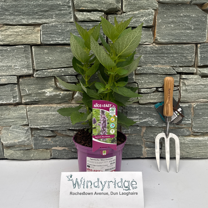 Agastache Blue Fortune