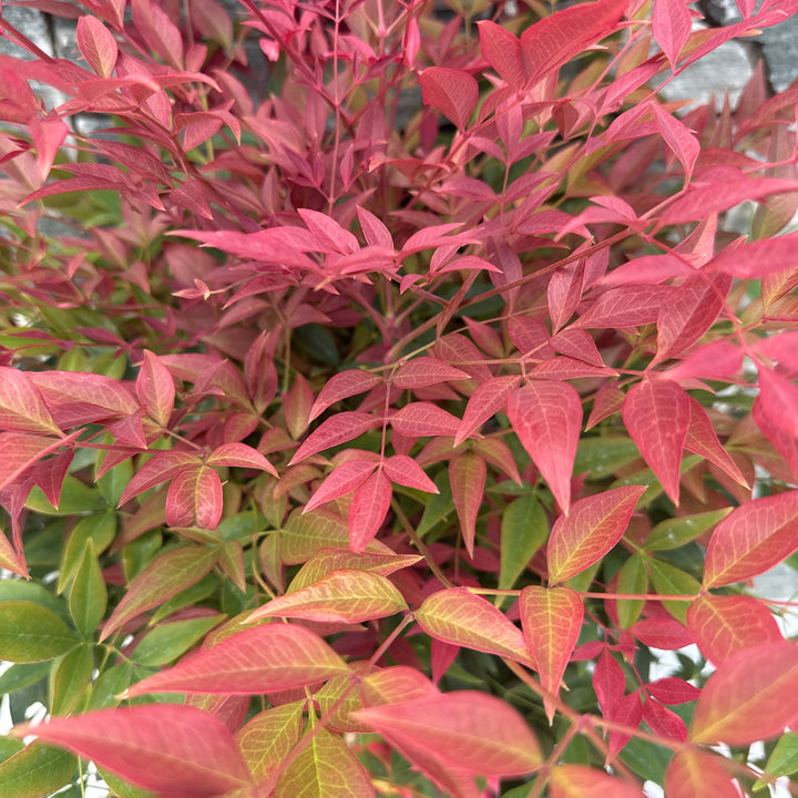Nandina dom. Obsessed  40-50 CM C10