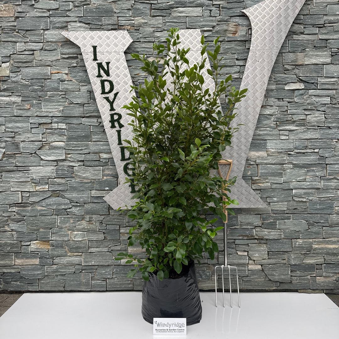Griselinia littoralis 40L poly 150-175