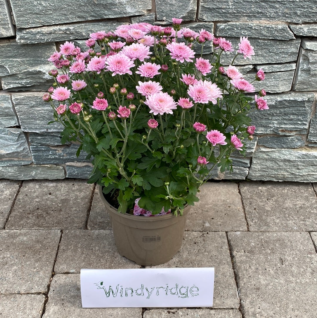 Chrysanthemum- Herbaceous - Windy Ridge Garden Centre