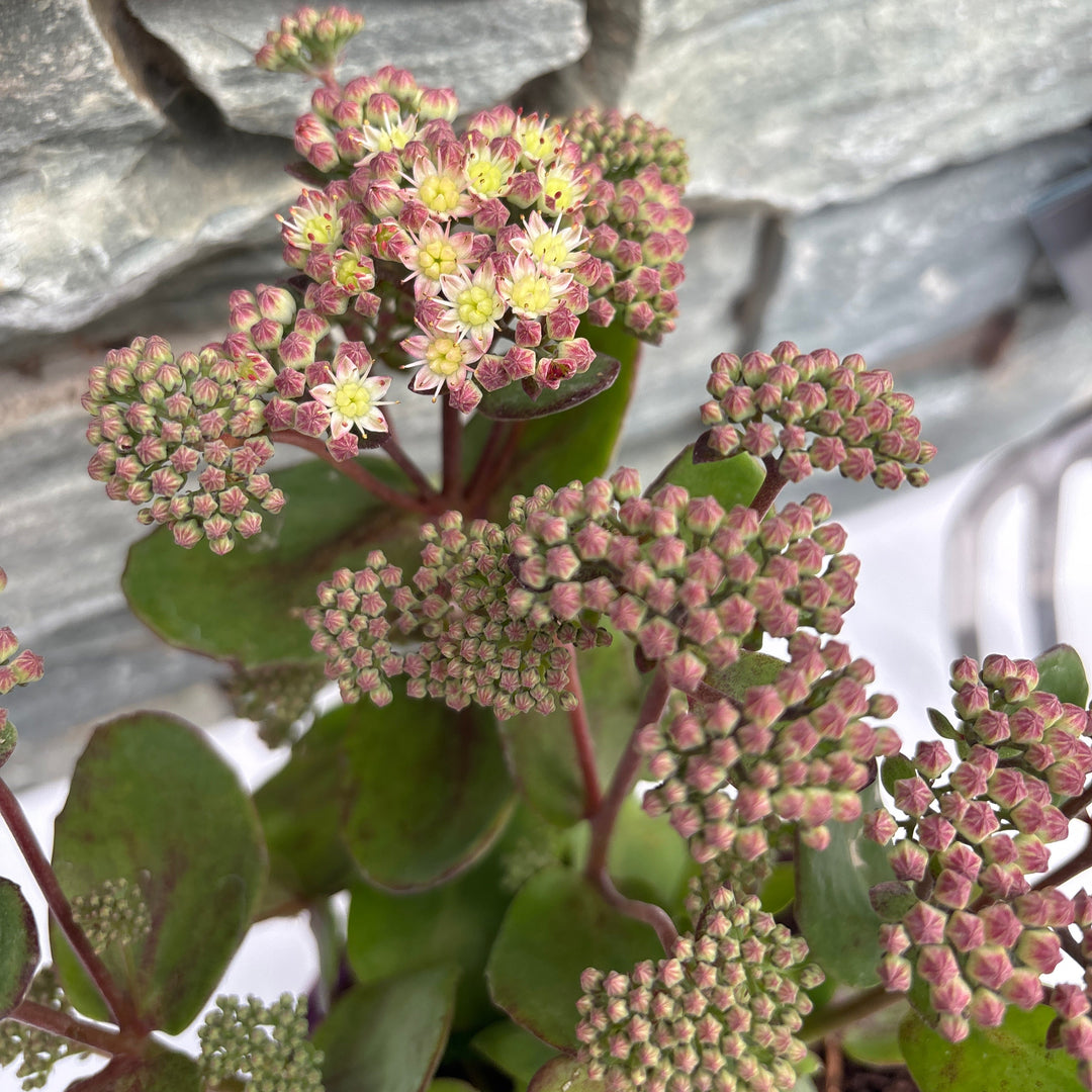 Sedum Stewed Rhubarb Mountains