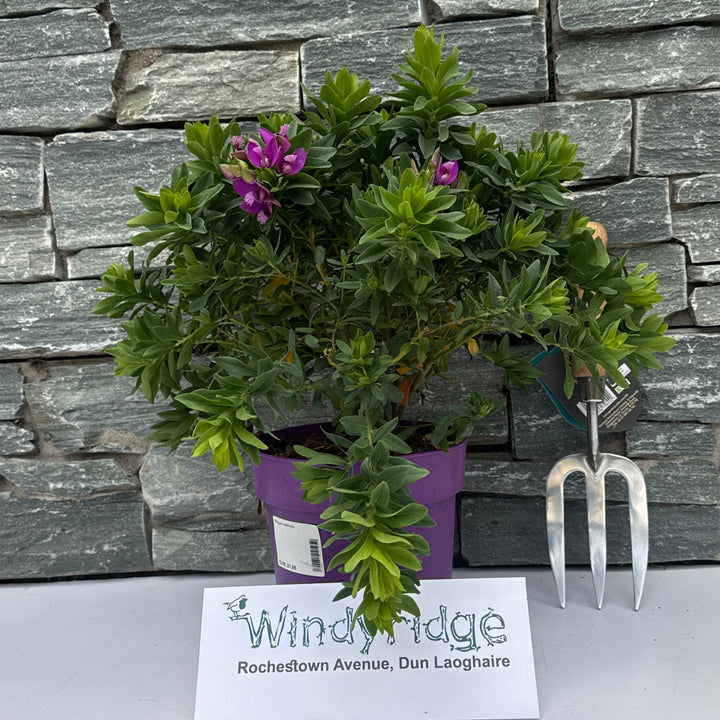Polygala myrtifolia