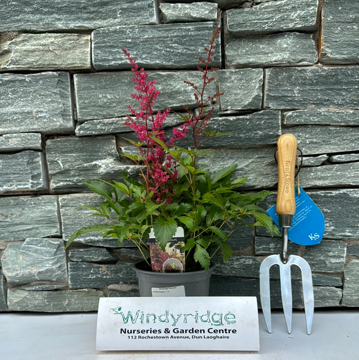 Astilbe Astary 1 Ltr