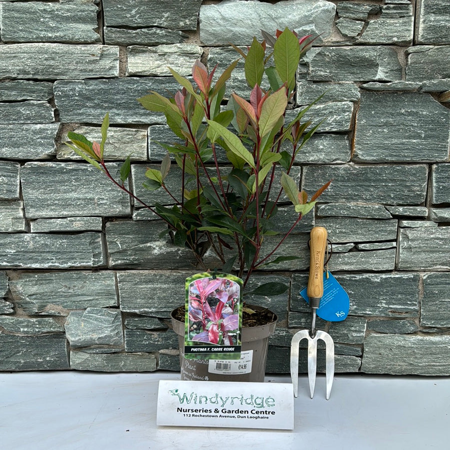 Photinia F. Carre Rouge - Shrubs - Windyridge Garden Centre