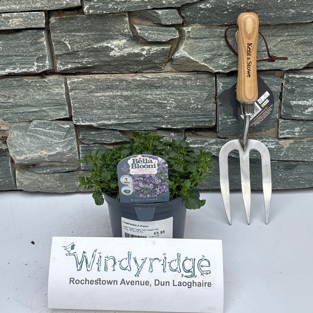 Campanula Karen - Herbaceous - Windyridge Garden Centre