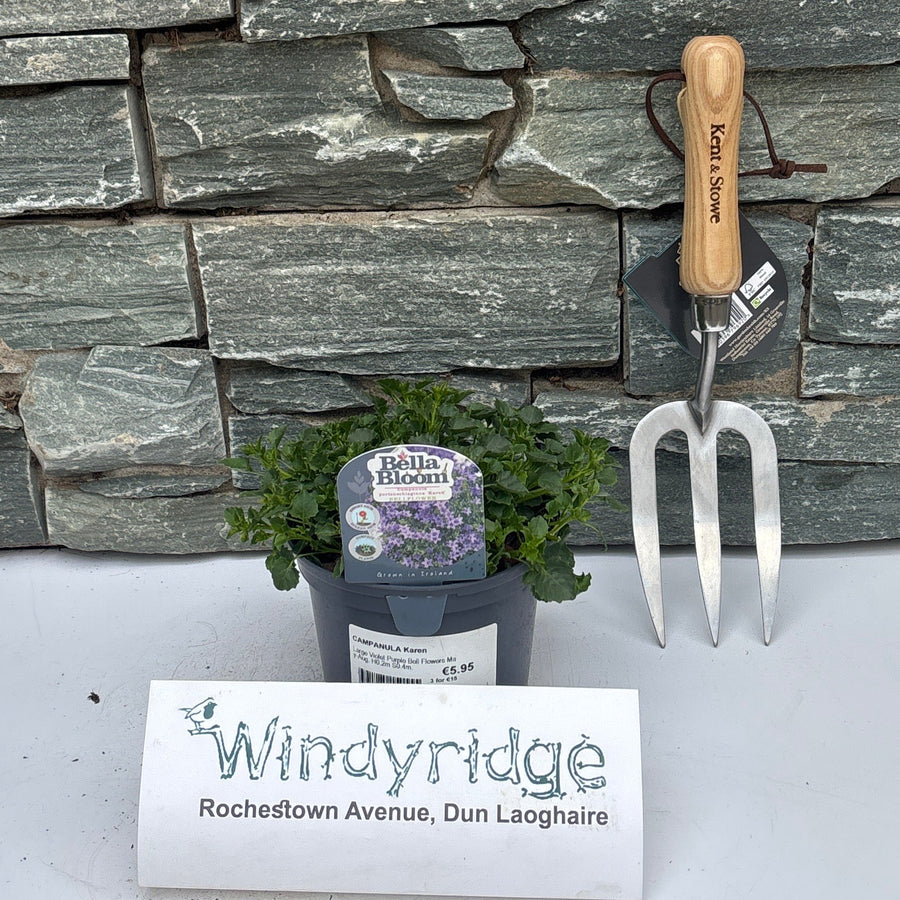 Campanula Karen - Herbaceous - Windyridge Garden Centre