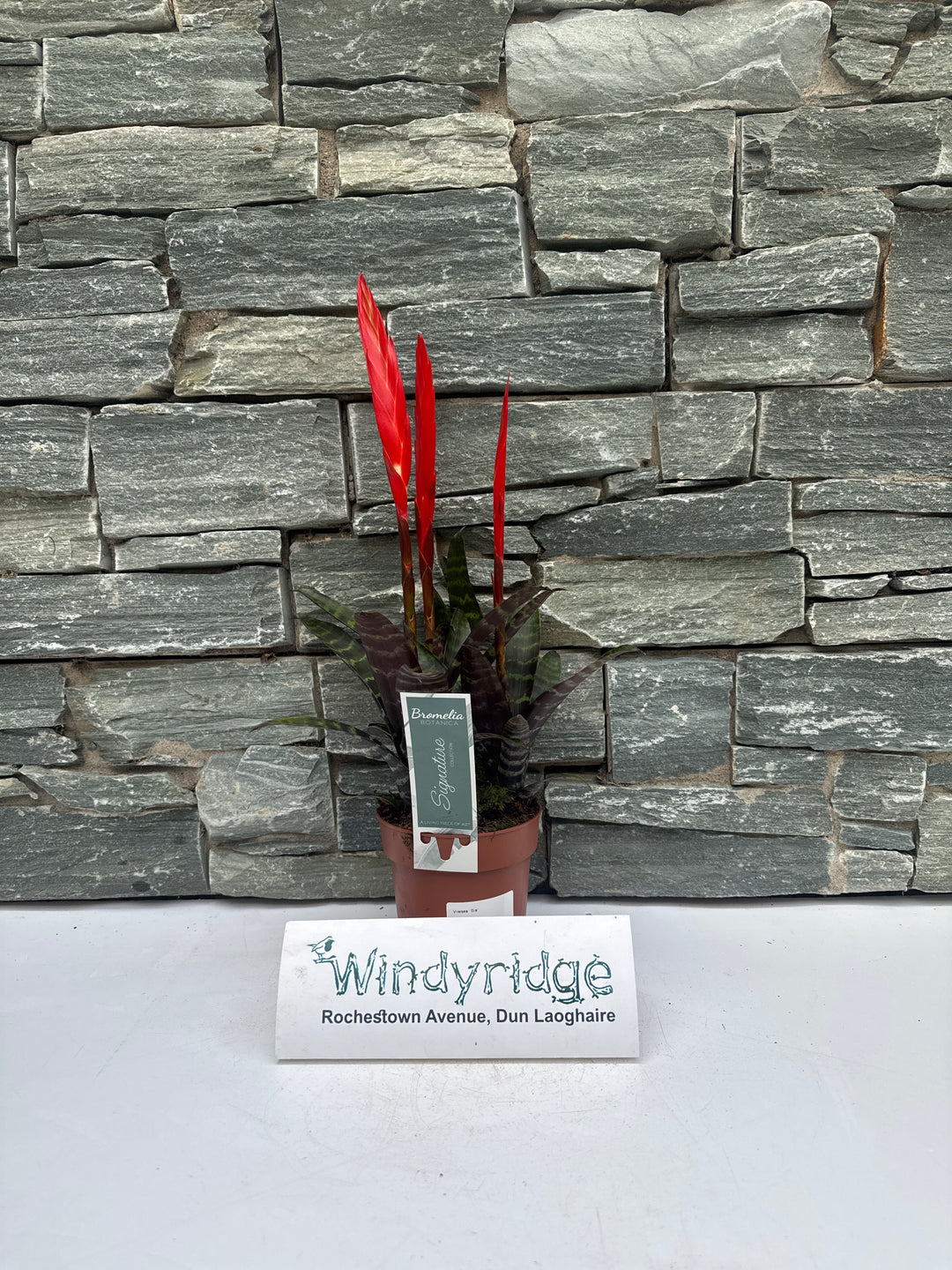 Vriesea Era