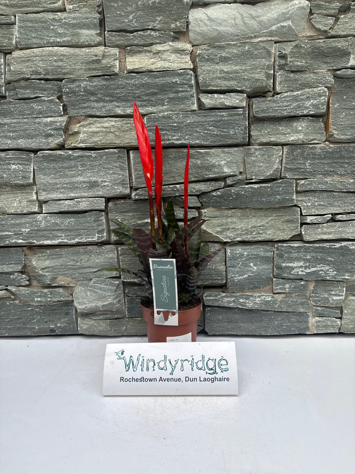 Vriesea Era