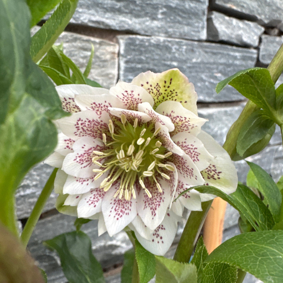 Helleborus Verboom Cinderella P15 - Herbaceous - Windyridge Garden Centre