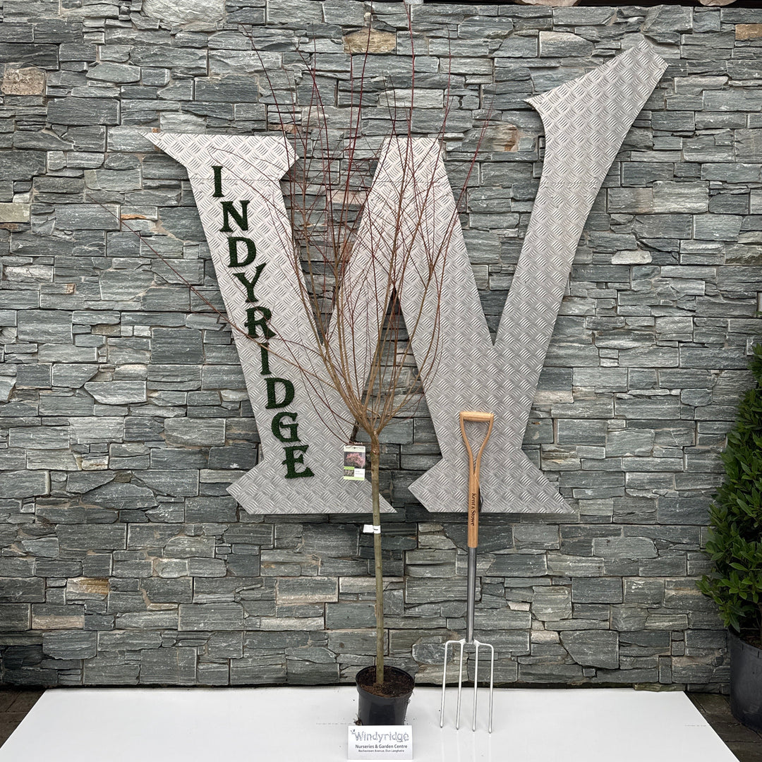 Salix Integra Hakuro-Nishiki - Trees - Windyridge Garden Centre