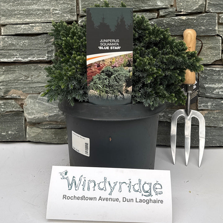 Juniperus Squa. 'Blue Star' 25-30 Cm. - Shrubs - Windyridge Garden Centre