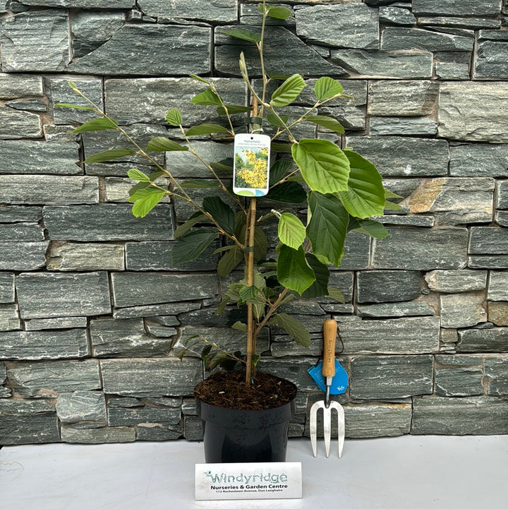 Hamamelis int. Arnold Promise