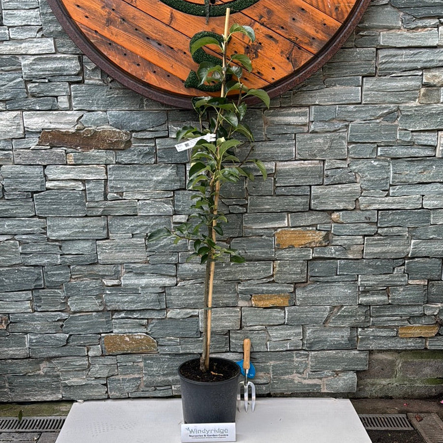 Apple Golden Delicious 2 Yr Bush 10Ltr - Trees - Windyridge Garden Centre