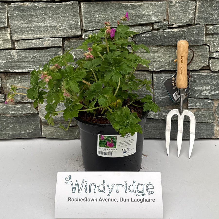 Geranium Mac. 'Czakor' - Herbaceous - Windyridge Garden Centre
