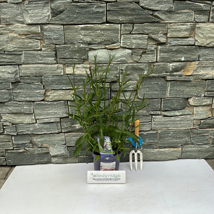 Verbena bonariensis 3L