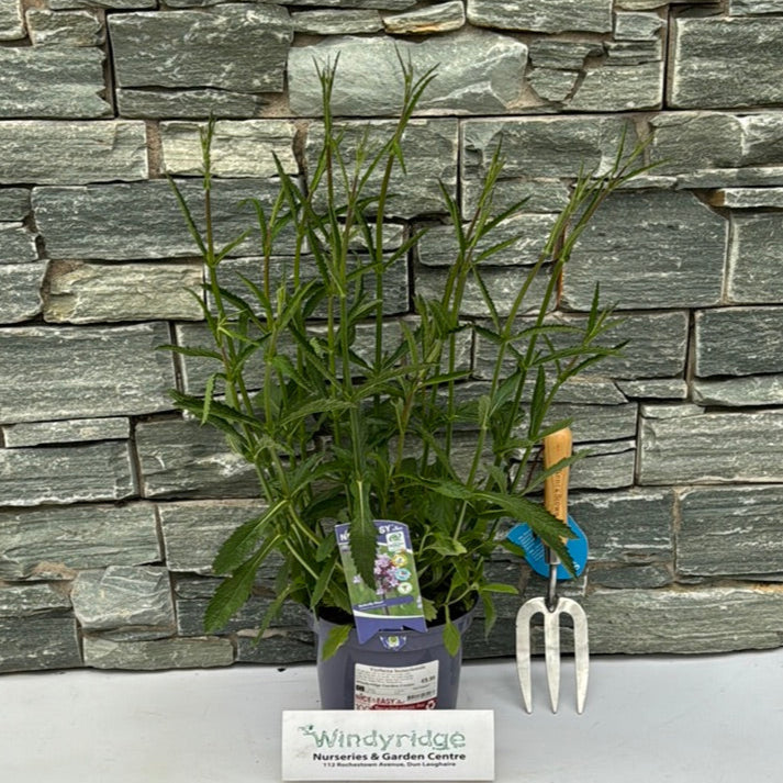 Verbena Bonariensis - Herbaceous - Windyridge Garden Centre