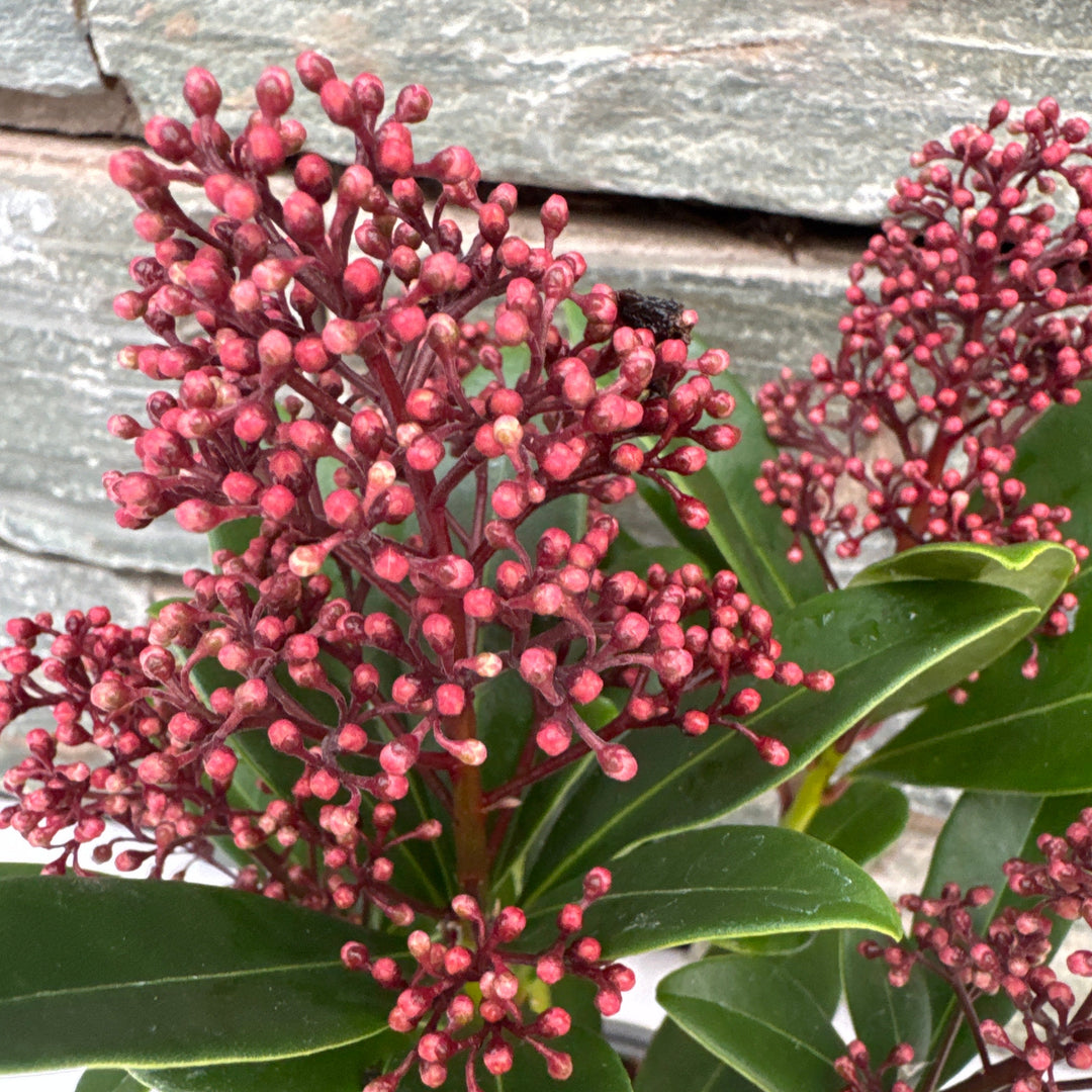 Skimmia jap. Rubella P9