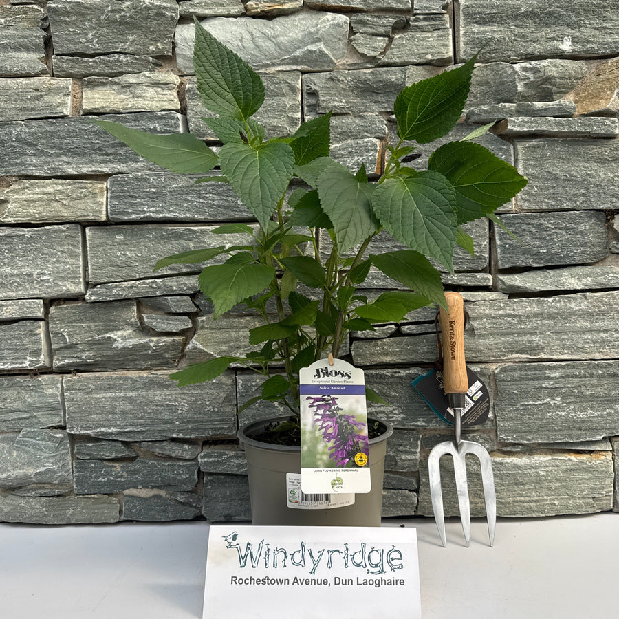 Salvia Amistad - Herbaceous - Windyridge Garden Centre