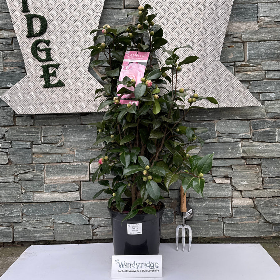 Camellia Jap Nuccios Cameo - Shrubs - Windyridge Garden Centre