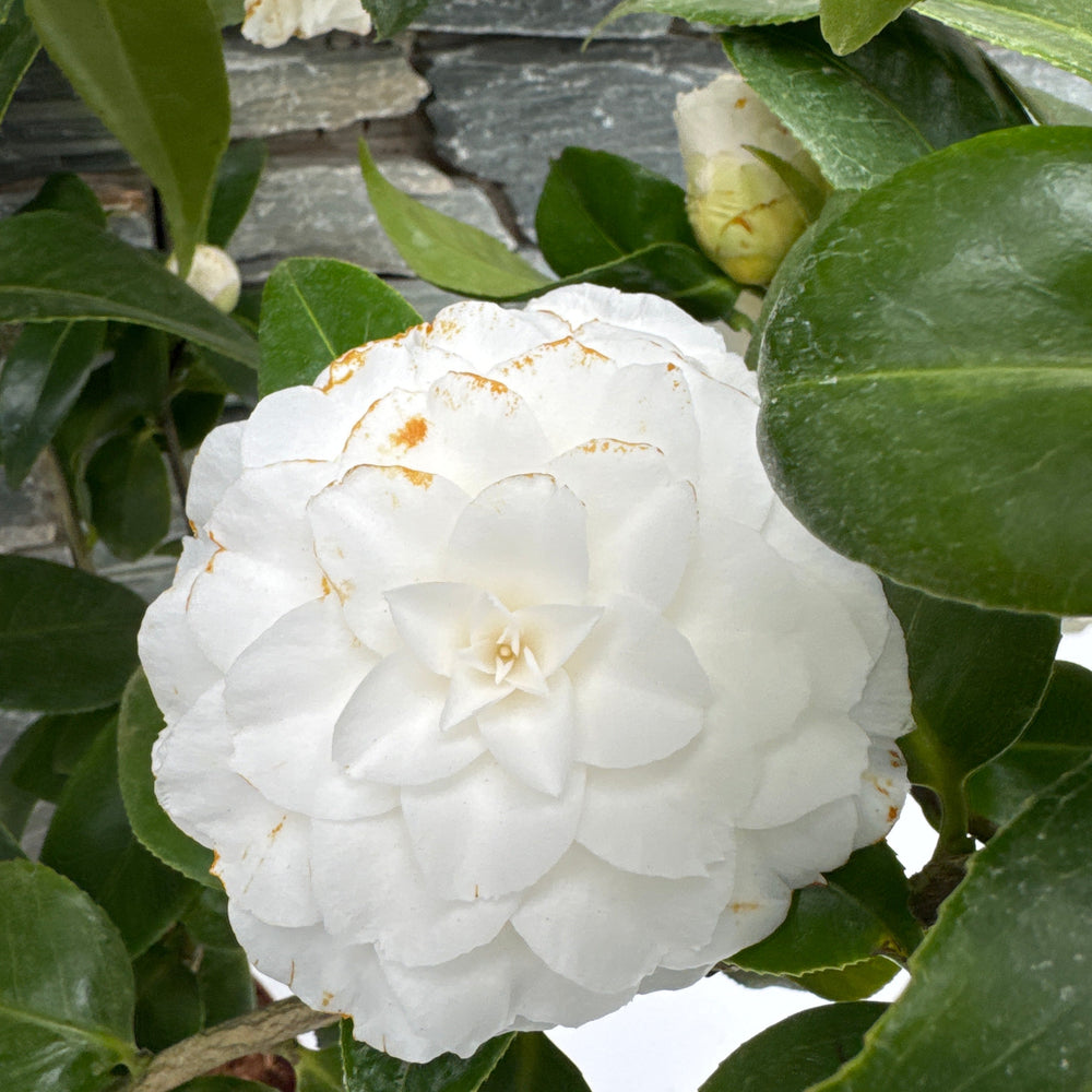 Camellia Japonica Matterhorn - Shrubs - Windyridge Garden Centre
