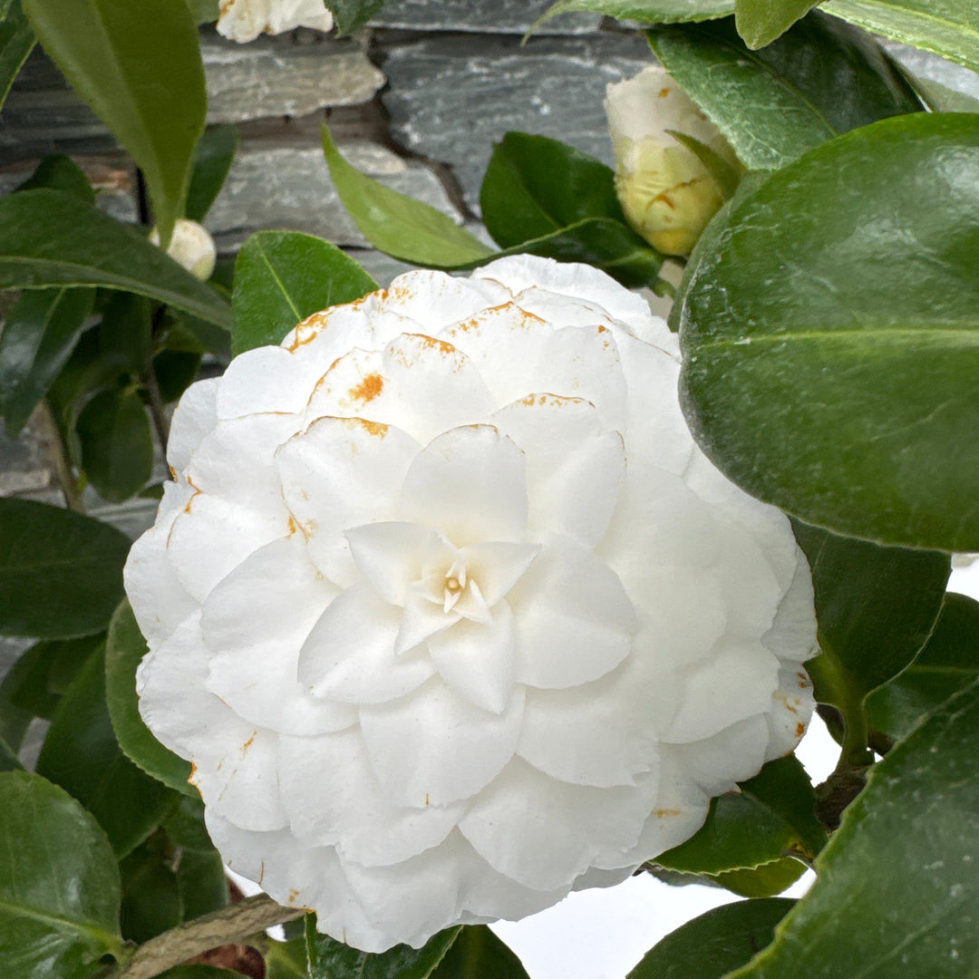 Camellia Japonica Matterhorn - Shrubs - Windyridge Garden Centre