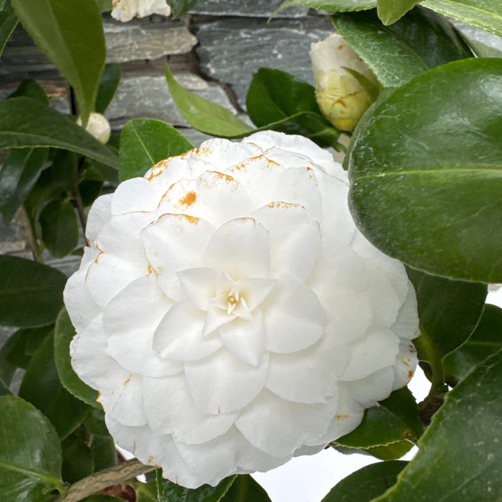 Camellia Japonica Matterhorn - Shrubs - Windyridge Garden Centre