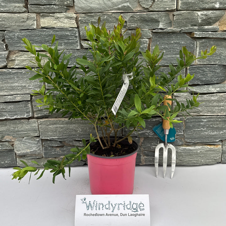 Polygala Myrtifolia  4.5L - Shrubs - Windyridge Garden Centre