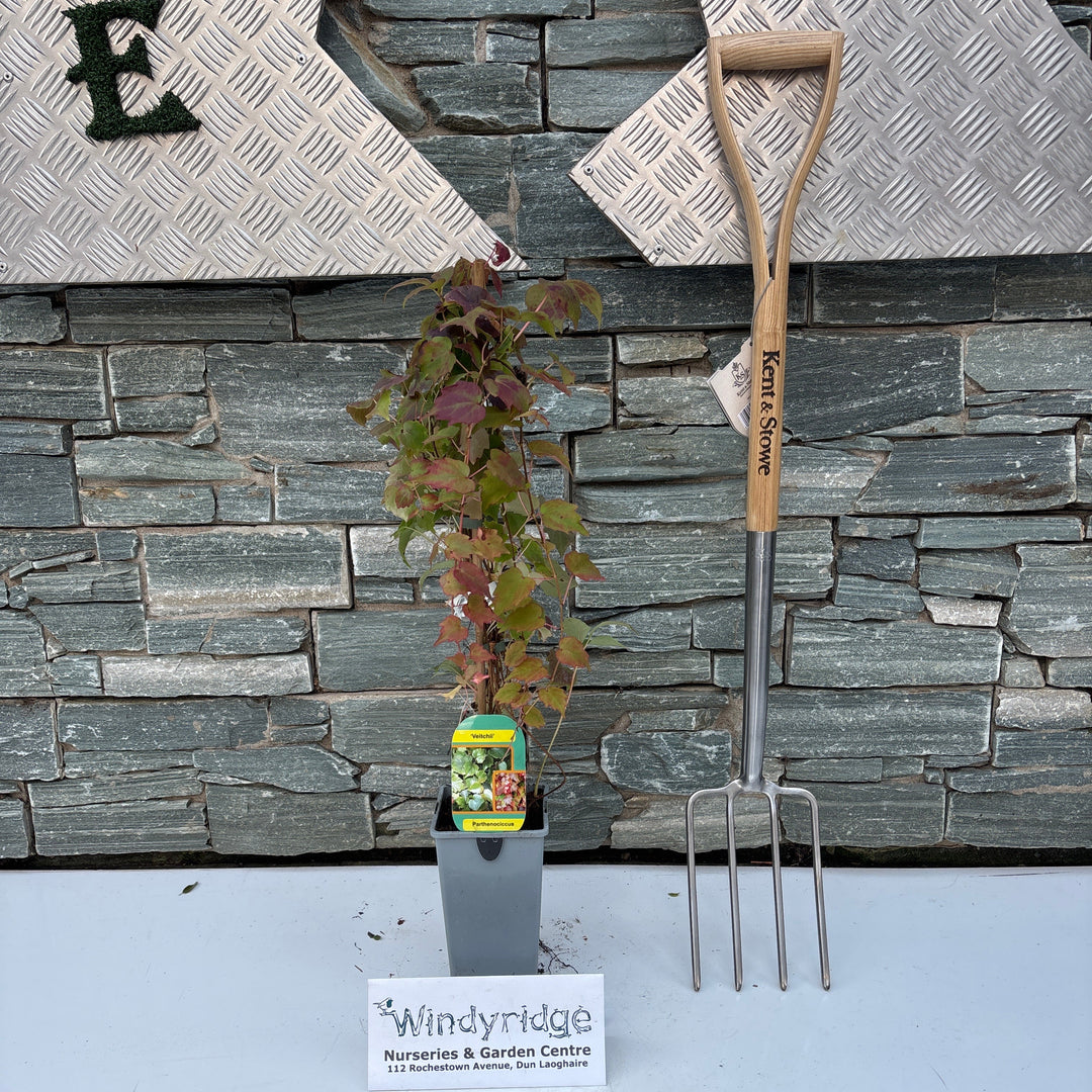 PARTHENOCISSUS TRIC. VEITCHI 70cm