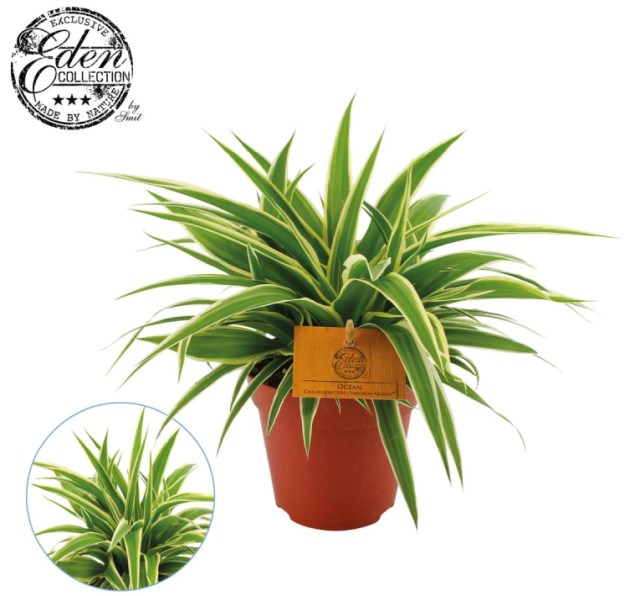 Spider Plant Chlorophytum com. Ocean (10.5cm Pot)