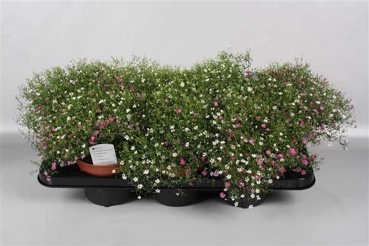 Gypsophila muralis   mix /pot